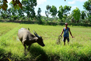 PHL seeks three-year extension for $370-million land reform loan