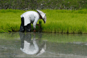 Ilocos Norte farmers get $46,000