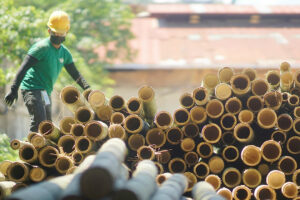 Bamboo is poised to be Mindanao’s next major industry