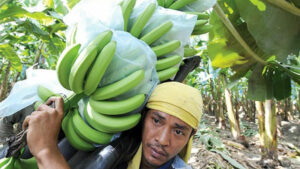 South Korea FTA seen boosting banana exports