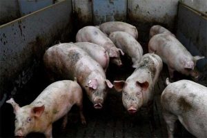 Hog repopulation in 2025 to be driven by strong market prices