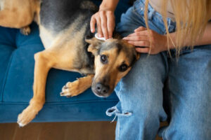 Prevention: Dog’s best defense against parasites