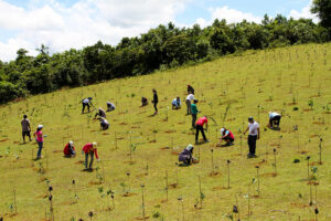 Reforestation program to invite foreign investors seeking offsets