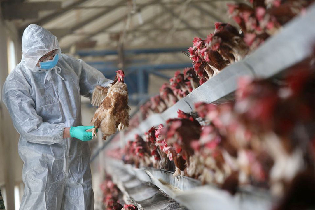 Bird flu vaccine approval could come by Q2