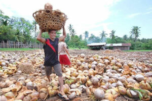 Coconut yields could fall 20% due to El Niño stress