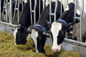 Metro Pacific Agro Ventures eyes gov’t partnership for dairy cattle