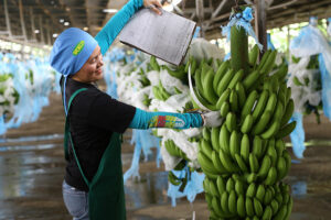 Disease dampens 2024 PHL banana exports