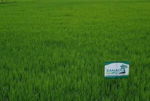 Xanadu Agri seeking tie-ups to promote use of liquid fertilizer 