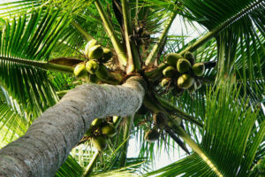 Exporters vying with biodiesel for dwindling coconut supply