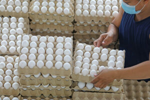 Small egg producers targeted in livelihood support program