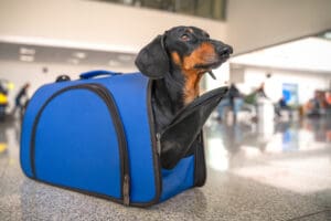 Pet Travel to the European Union: A Comprehensive Guide