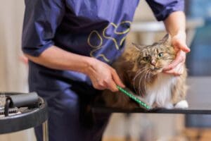 How Unleashed Spa is Transforming Cat Grooming in NYC