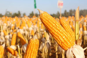 Corn production to be disrupted by rains