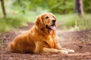 The Golden Gals Connecticut Breaks Down Early Socialization in Raising Well-Tempered Golden Retrievers