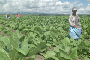 Tobacco exports seen growing with FTAs, removal of non-tariff barriers